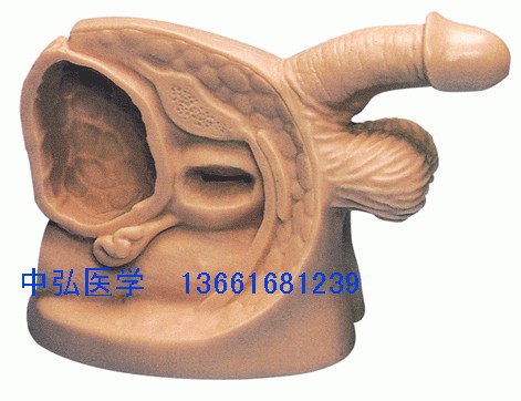 男性导尿外生殖器模型 导尿模型 男性导尿模型